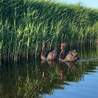 Zwanen in de Hoevervaart